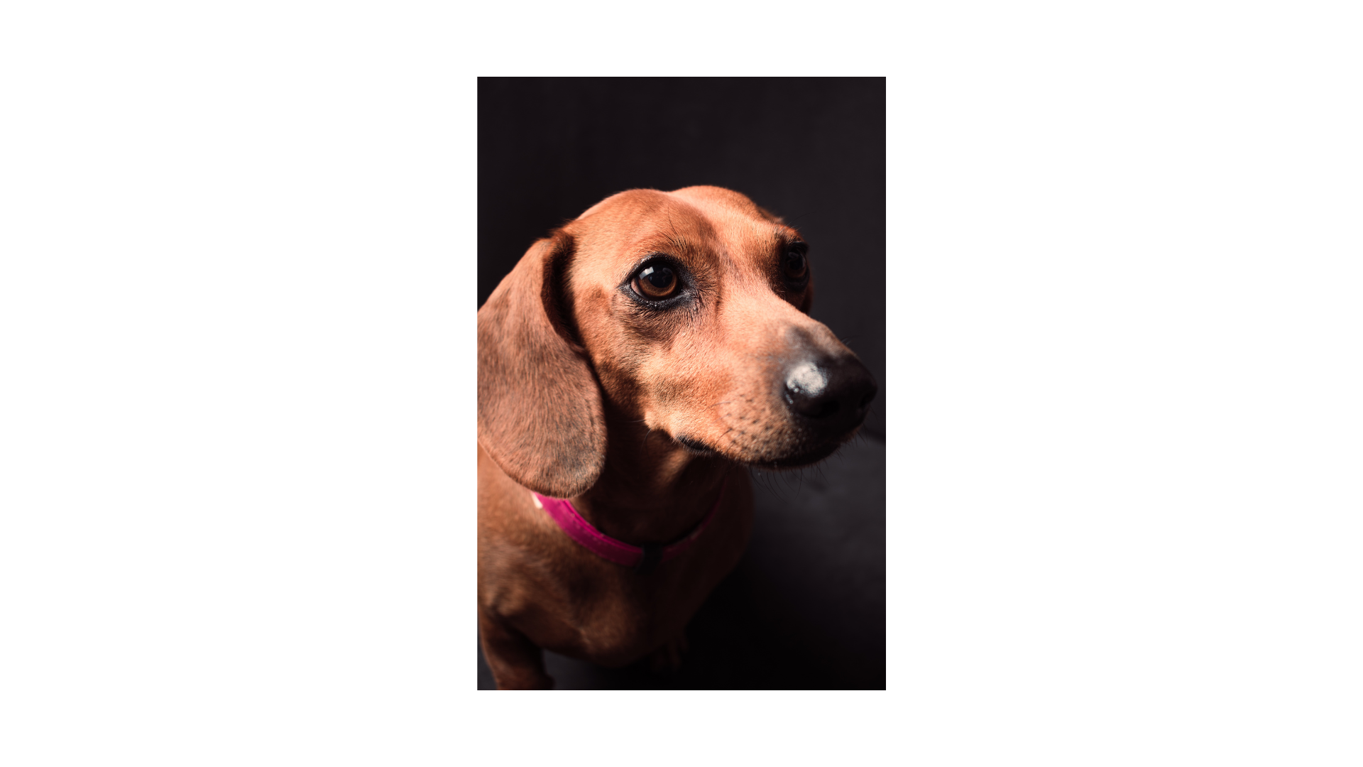 perro agresivo