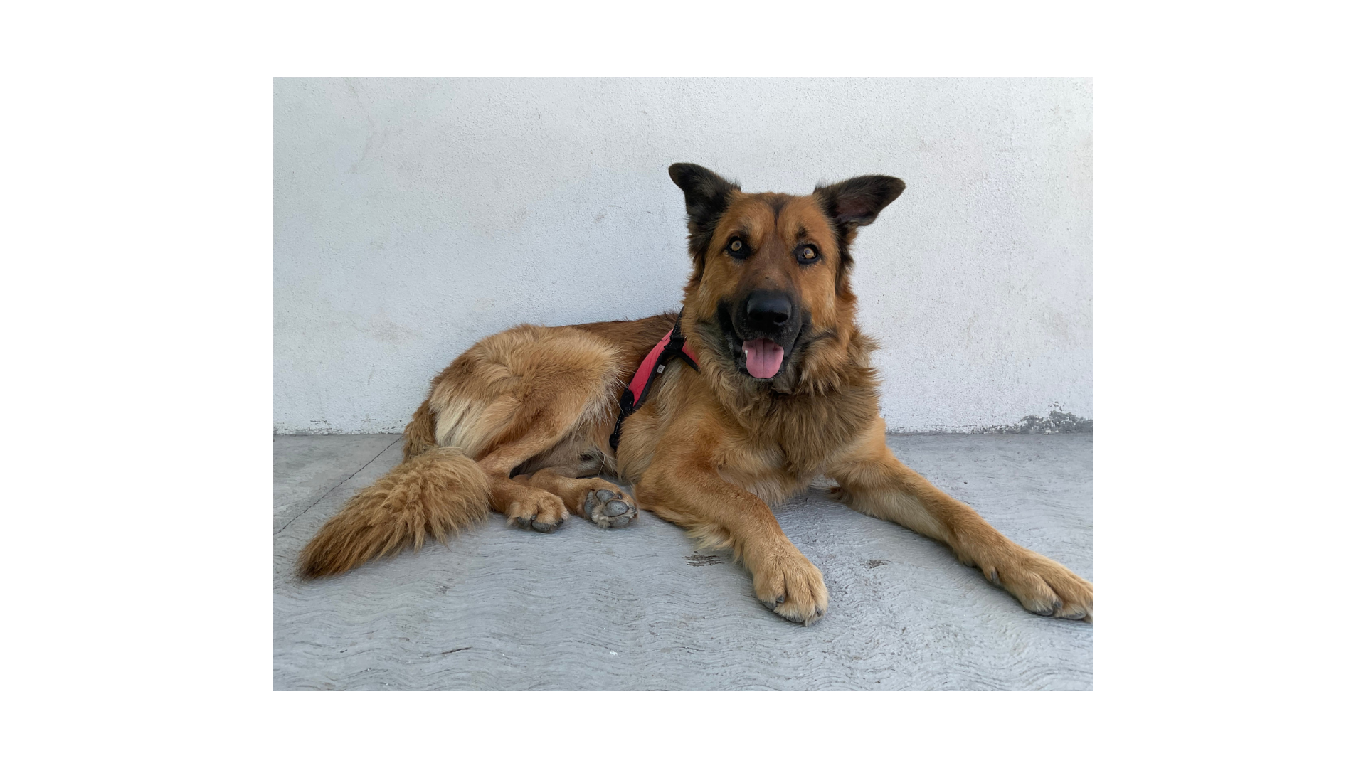 perro agresivo