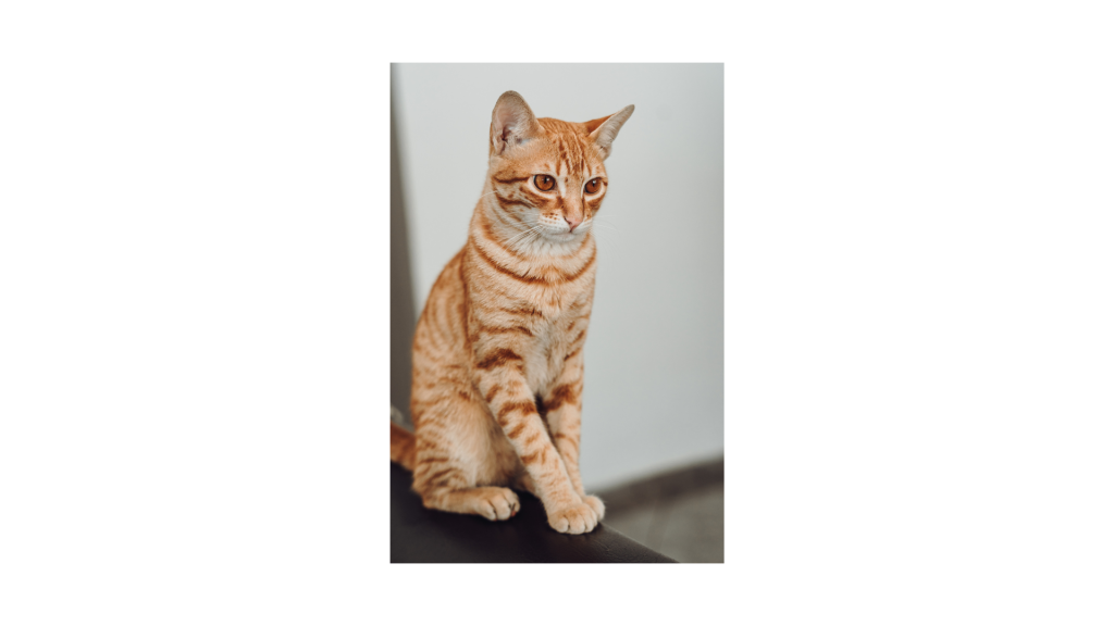 gato agresivo