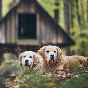 PERROS FELICES