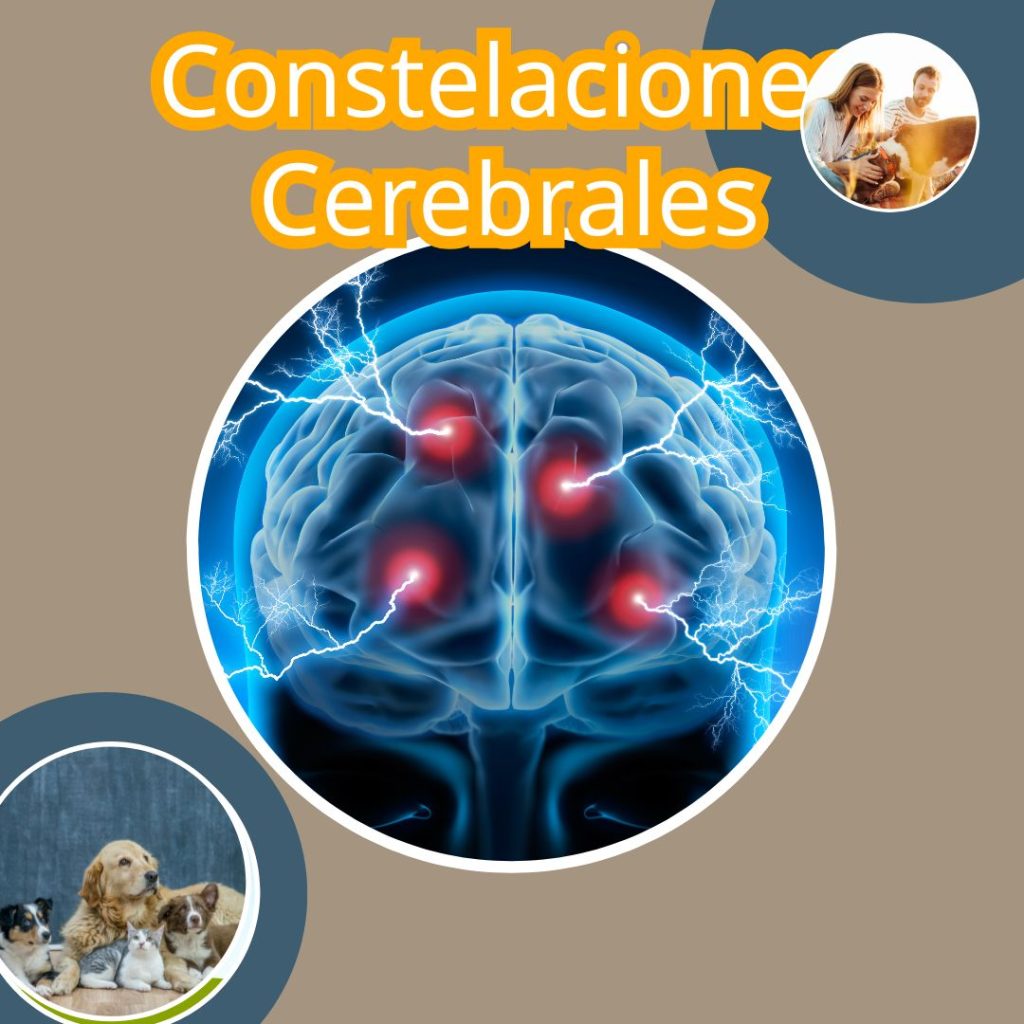 CONSTELACIONES CEREBRALES NMG