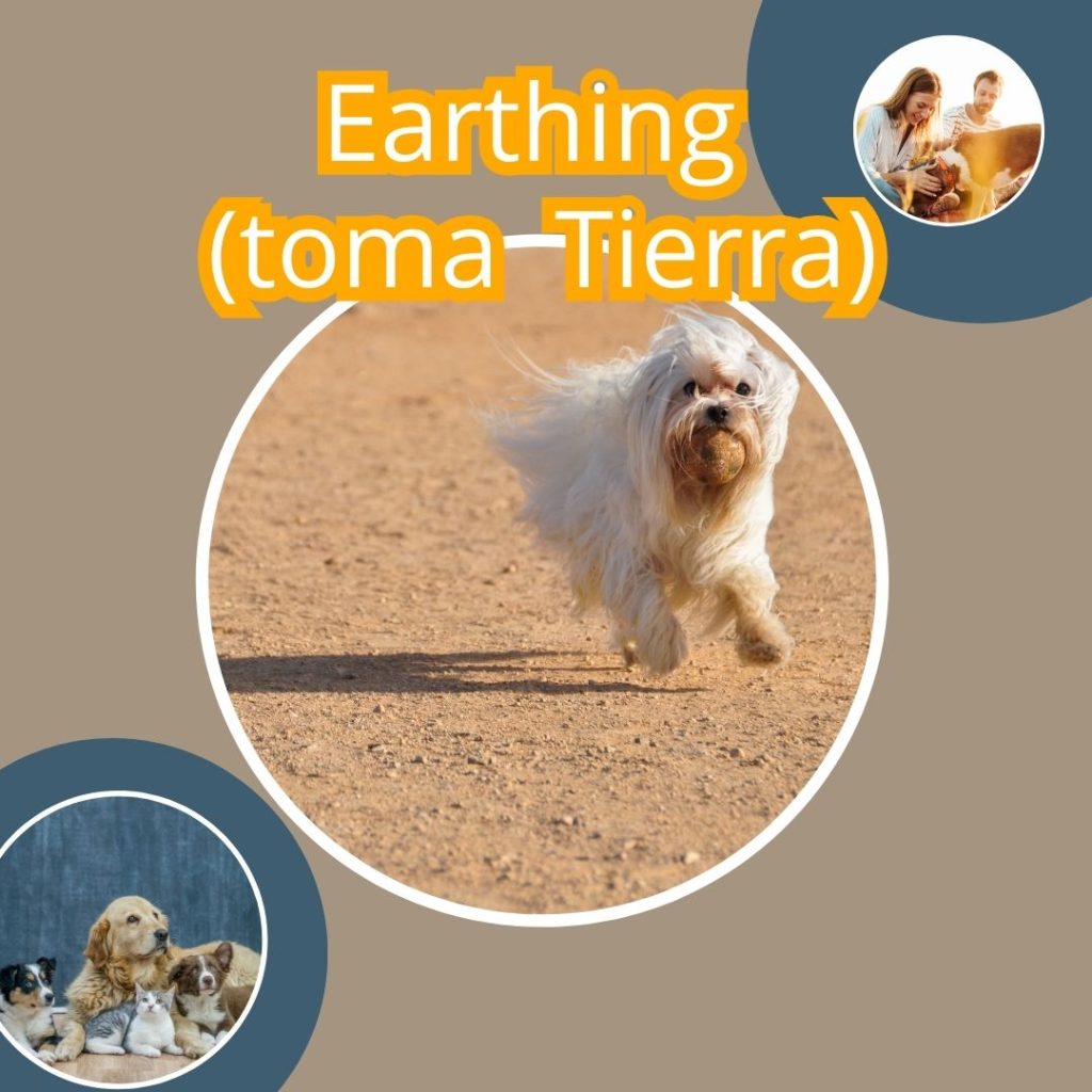 TOMA TIERRA SANACION NATURAL