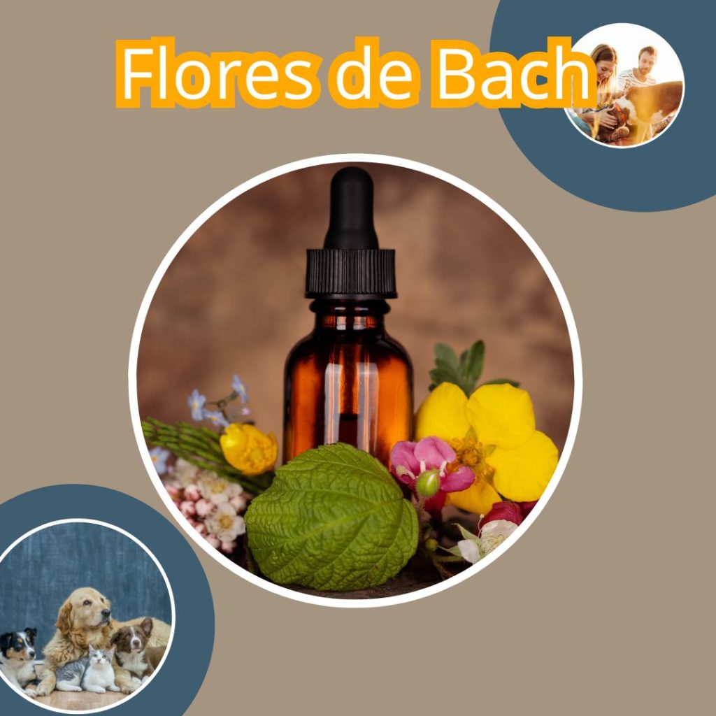 FLORES DE BACH PARA MASCOTAS PERROS GATOS